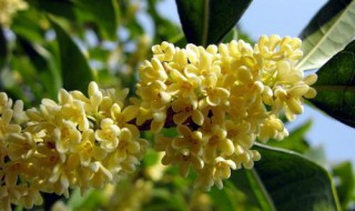 金桂与丹桂的区别 三大方面教你认真区别