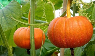 生南瓜可以喂鸡吗 巧用南瓜喂鸡好处很多