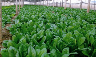 怎样种菠菜出芽率好 一起来看看