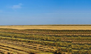 2019粮补每亩多少 关注下相关政策