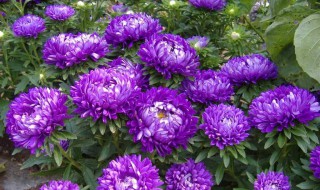 翠菊的种植方法 让它茁壮成长