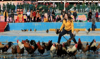 梦见自己抓小鸡好不好 是什么意思呢