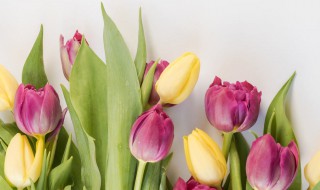 冬天适合种什么花 耐寒的花了解一下