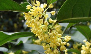 桂花不开花的原因 三大原因