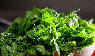 豌豆尖怎么做 两款做法带出不同风味