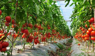 种植什么不愁销路 致富经