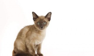 奇尼猫饲养方法 东奇尼猫的饲养
