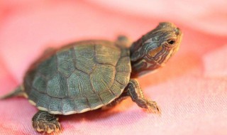 小乌龟会吃饼干吗? 大家可以看一看