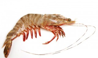 基围虾怎样保鲜 基围虾保鲜的处理方法