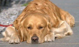 狗临死前为什么咬主人 为什么狗临死之前会离开主人