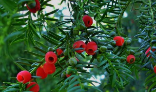 红豆杉插枝方法 做好这几步成活率高