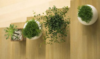 什么东西可以去甲醛 这几招教您轻松搞定装修污染