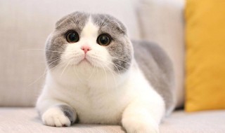 猫软骨病用什么药 吃什么药可以有助于改善