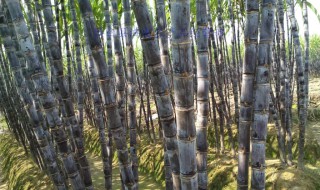 几月种甘蔗 快来了解一下