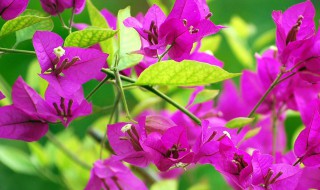 三角梅老枝扦插方法 这么做绝对简单有效