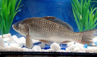 鲫鱼喜欢吃什么饵 简单介绍一下