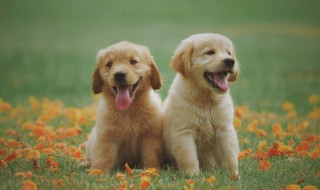 适合女生一个人养的狗 讨人喜欢还好养