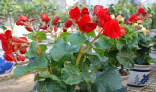 海棠花养殖注意事项 养花小知识你要知道