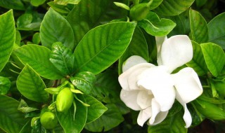 栀子花秋季怎么浇水 大家可以了解一下