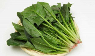 种菠菜方法 自己在家也能种菠菜啦