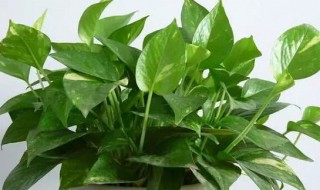 大叶绿萝养殖方法 快来试试吧