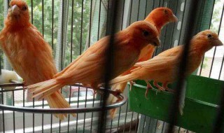 玉鸟辣椒红多少钱一对 喂养办法你都了解么