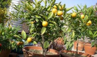 金桔树盆栽寿命 你都了解吗