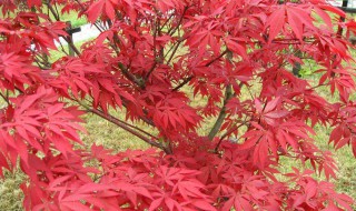 红枫叶子枯萎是怎么回事 应该怎么做呢