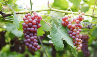 葡萄秋施肥最佳配方 秋季怎么施肥最好