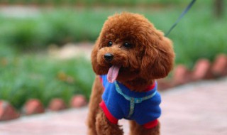 泰迪怎么养 你必须知道