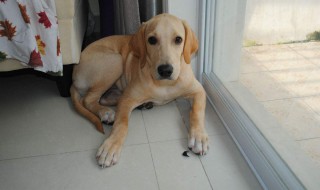 狗身上的跳虱用什么药消灭最快 这里有招