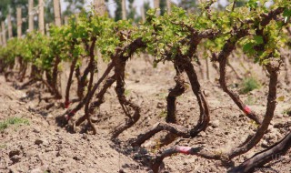 土壤碱性特点 如何辨别？