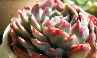 灿烂多肉用什么肥 你做对了吗