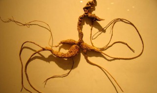 什么病不能吃人参 你知道吗