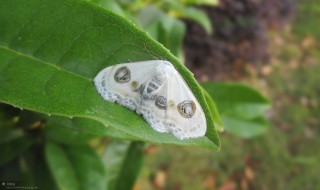 蝙蝠发出超声波碰到飞蛾会怎么办 由此发明了雷达