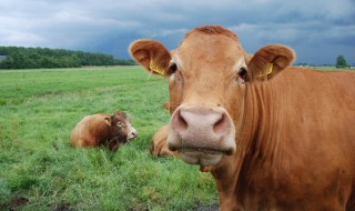 梦见被牛追赶攻击 不同的人梦见牛有不同意思
