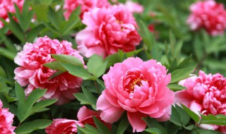 家庭牡丹花种植方法 家庭盆栽牡丹花怎么养护