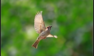 怎样防止麻雀吃谷子 试试这几种驱赶办法