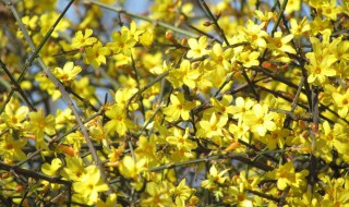 迎春花秋季能栽培吗 园艺师教你如何正确种植