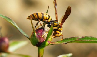 马蜂哲着怎么治 先保持镇静