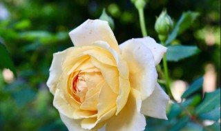 玛格丽特王妃月季缺点 名字的由来是什么