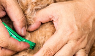 跳蚤的解决办法 家里有跳蚤怎么办