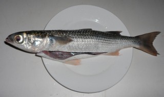 尖嘴鱼是什么鱼 尖嘴鱼是什么品种的鱼