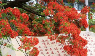 凤凰尾花的织法 一起来看看