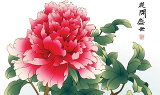 画牡丹花头步骤 进来学学看