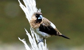 白腰文鸟饲养方法 一起来看看吧!