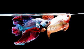 半月斗鱼饲养方法 必须做好这三点