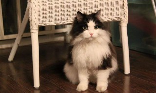 挪威森林猫饲养方法 一起来了解一下
