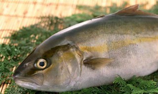 什么海鱼最好吃 全球公认最好吃的5种