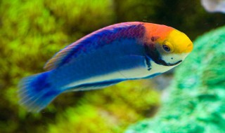 迷你鹦鹉鱼产卵几天起飞 迷你鹦鹉鱼养的注意事项